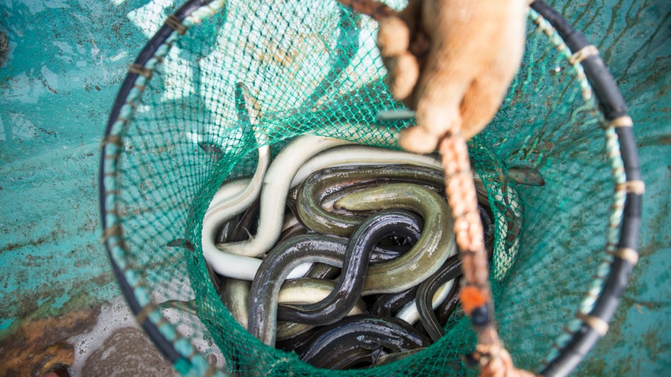 Två män har dömts till dagsböter efter att ha försökt smuggla 100 kilo fryst ål. Arkivbild.