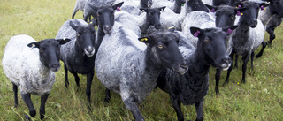 Priset på fårkött har ökat rejält • Slakteriet: ”Priset tog fart förra året”