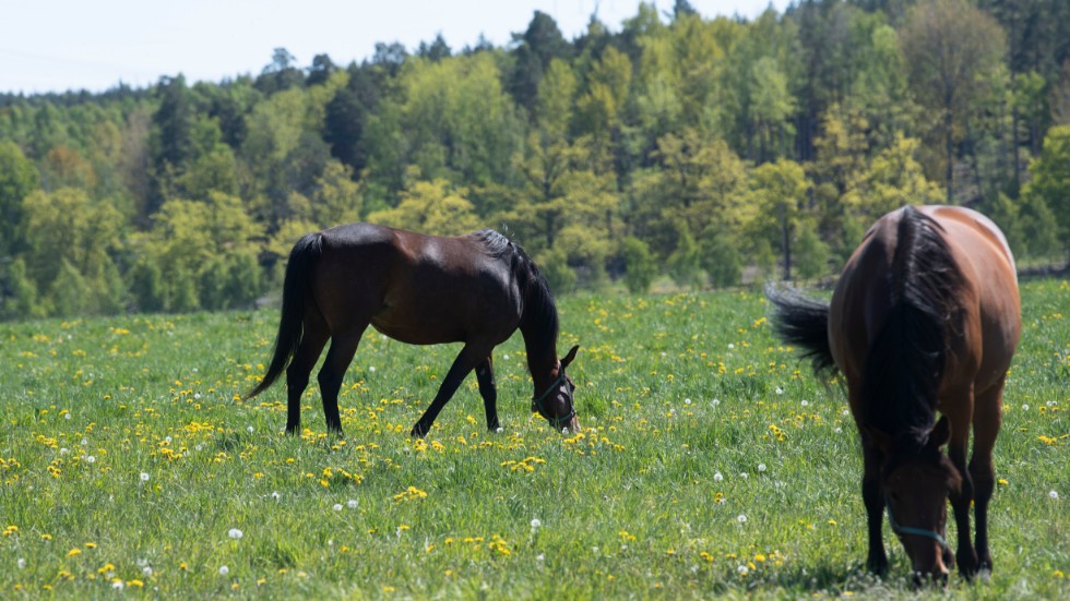 En häst i Vimmerbytrakten misstänks ha utsatts för djuprlågeri. Hästarna på bilden har inget med artikeln att göra.