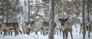 Hellre vinterbete än samisk förvaltningskommun?