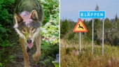 Hade varg på altanen: ”Inte normalt beteende”