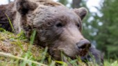 Jakt på skadskjuten björn fortsätter