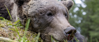 Jakt på skadskjuten björn fortsätter