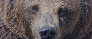 Björnjaktens första period i Västerbotten är avlyst: 3 av 13 björnar fälldes i Skellefteå kommun
