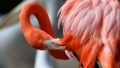 Rosa flamingor åter i kenyansk park