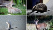 Quiz: Vad kan du om gotländska djur?