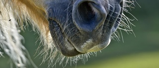 Vanvårdade häst – döms för djurplågeri