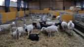 Hon satsar på stall för 700 lamm i Ydre