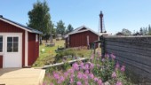 Fler och fler vill besöka Pite-Rönnskär – skärgårdsön på länsgränsen: "Min telefon har ringt konstant"