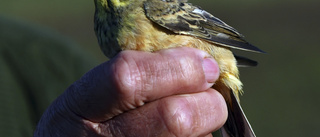 Vissa fågelarter har minskat kraftigt i Norrbotten