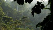 Hög tid att stoppa avskogningen och rädda regnskogen