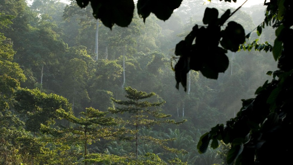 Regnskogen är en unik plats på vår planet. Hälften av alla sorters livsformer finns här, skriver bland andra Peter Westman, biträdande generalsekreterare, WWF.