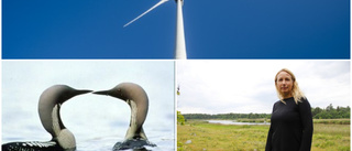Fåglar stoppar vindkraftverk på Hållnäskusten