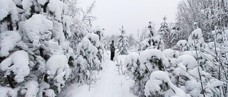 Snötyngda träd i Boden             