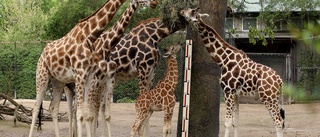 Söderköpingsbo hade giraffben i väskan – straffas