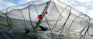 JUST NU: Allt yrkesfiske i älven stoppas – stammen hotad