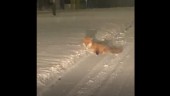 Här jagar räven en gnagare – mitt i Oppeby: "Som en kattunge"