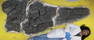 Jordens första jättedjur hittat i USA