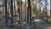 Reservatfeber: Stora fjällsjön är bara ett av tre nya naturreservat norr om Hälleforsnäs