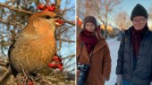 Ovanlig fågelart har invaderat Uppsala: "Otroligt" • 500 fåglar syntes på samma gata