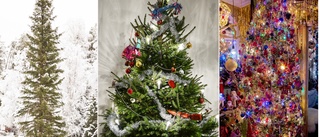 Knasigaste – vackraste eller fulaste julgranen?