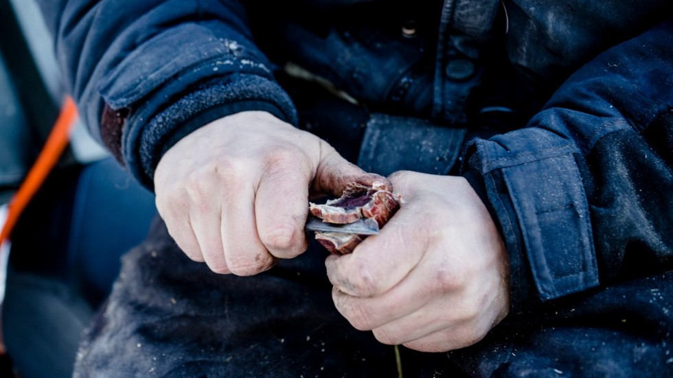En renskötare karvar på en bit torkat renkött i närheten av Jokkmokk. Arkivbild.