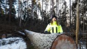 Kommunen tar ner 200 träd i Kronskogen – utgör säkerhetsrisk: "Mängden döda träd är stor just nu"