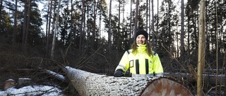 Kommunen tar ner 200 träd i Kronskogen – utgör säkerhetsrisk: "Mängden döda träd är stor just nu"