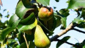 Orolig för fruktkaos i trädgården? Trosa fixar biffen