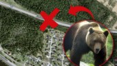 Björn i Bergsbyn – sågs vid villaområde i dag