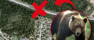 Björn i Bergsbyn – sågs vid villaområde i dag