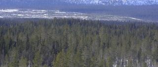Nekades avverka fjällnära skog – nu ersätts norrbottningar med miljonbelopp