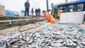 Drygt 2 miljarder för mer hållbart fiske