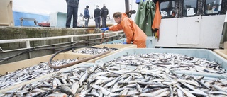 Drygt 2 miljarder för mer hållbart fiske