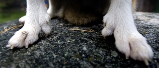 Man får kritik av länsstyrelsen – har misskött sina hundar: ”Inte god djurhållning”