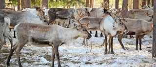 Konsekvenser för rennäringen