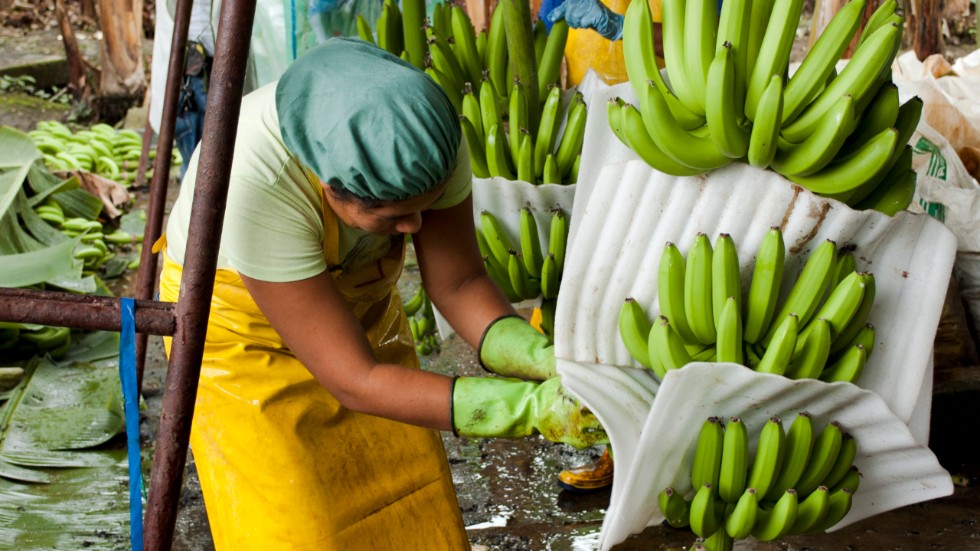 Det vi köper för våra gemensamma skattepengar ska användas för att stimulera den hållbara utveckling som vi alla är beroende av, skriver artikelförfattarna.  Bilden är från en bananodling i Ecuador