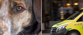 Vanvård av hund anmäls – ambulanspersonal upptäckte misären