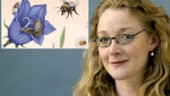 Kulturella pollinatörer – så flög insekten in i kulturen: "Insekterna har det svårt i dag"