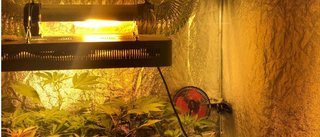 Fyndet: Avancerad cannabisodling och kassaskåp i den lilla ettan