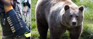 Rekordstor tilldelning under årets björnjakt – mer än tre gånger så många björnar får fällas