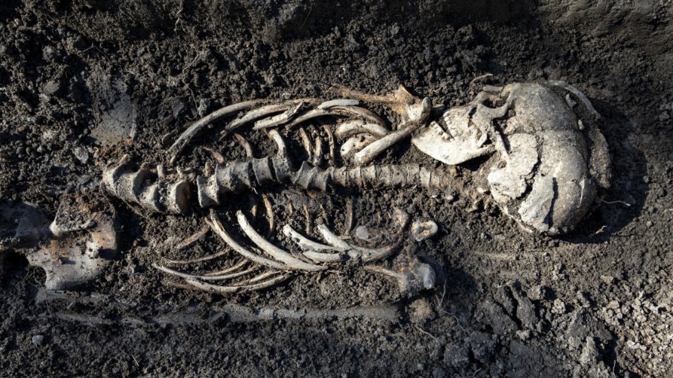 En mer än tusen år gammal begravningsplats i Sigtuna norr om Stockholm som arkeologer hittade vid utgrävningen inför ett villabygge.