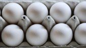Ökad import av ägg efter fågelinfluensa