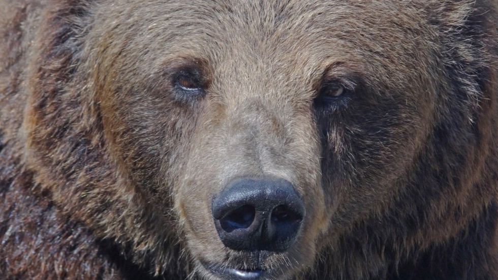 En björn bet en jägare i rumpan under helgens jaktpremiär. Arkivbild.