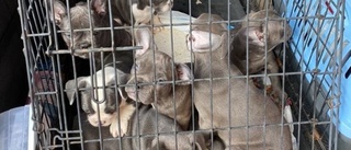 Tullverket stoppar rekordmånga smuggelhundar: "När man köper en smuggelhund sponsrar man illegal verksamhet"