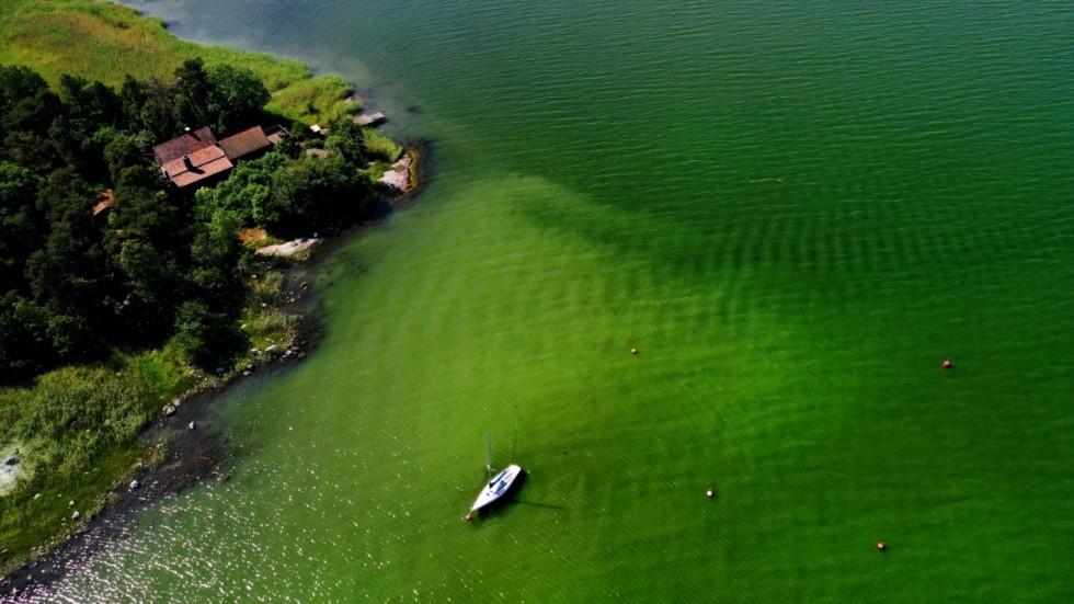 Ytansamlingarna av alger till havs väntas minska när det blåser upp under de kommande dagarna.Bilden visar algblomning i vattnen utanför Tyresö under förra året. Arkivbild.