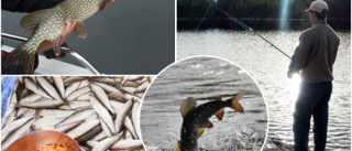 Quiz: Vad vet du om fiske och fiskar?