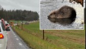 Vägarbete sinkar trafiken norr om Strängnäs – bäver skyldig: "Vi kunde inte vänta"