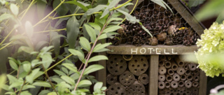 Kommunen öppnar hotell i Ugglans park – för bin