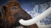 Dna ger ny kunskap om sibiriska mammuten